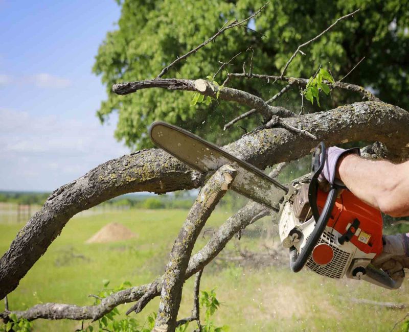 Lush Landscapes: Tree Service & Landscaping's Green Thumb